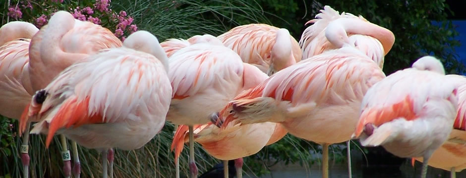 免费用虚拟号码发短信